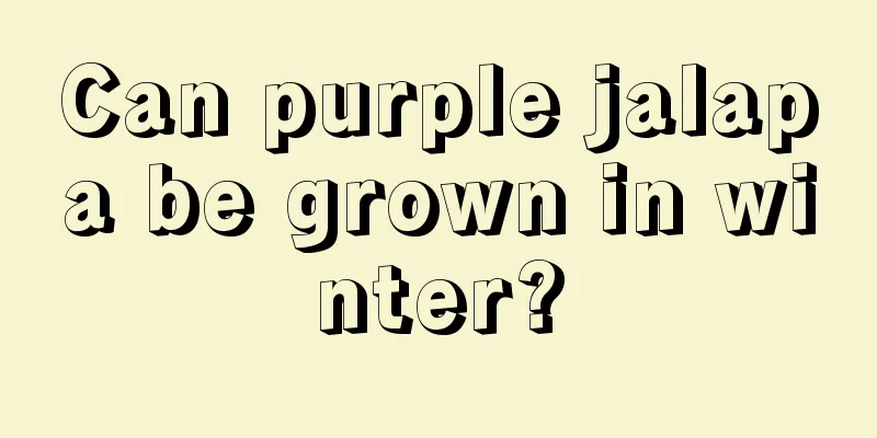 Can purple jalapa be grown in winter?