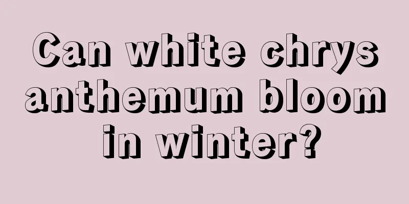 Can white chrysanthemum bloom in winter?