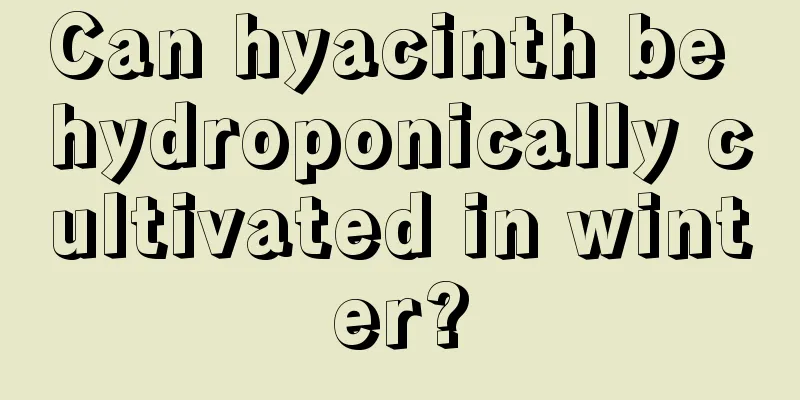 Can hyacinth be hydroponically cultivated in winter?