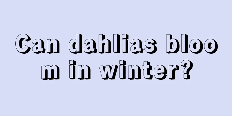 Can dahlias bloom in winter?