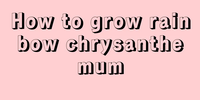 How to grow rainbow chrysanthemum