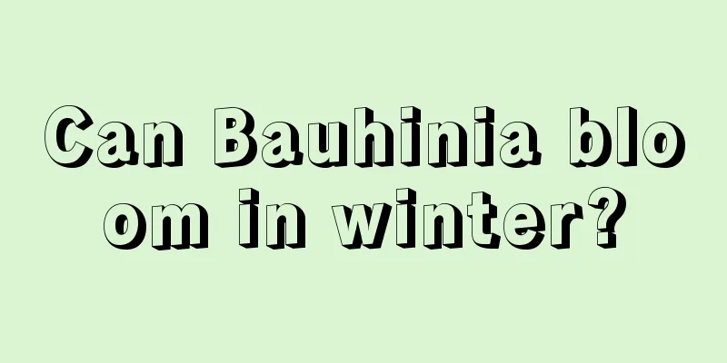 Can Bauhinia bloom in winter?