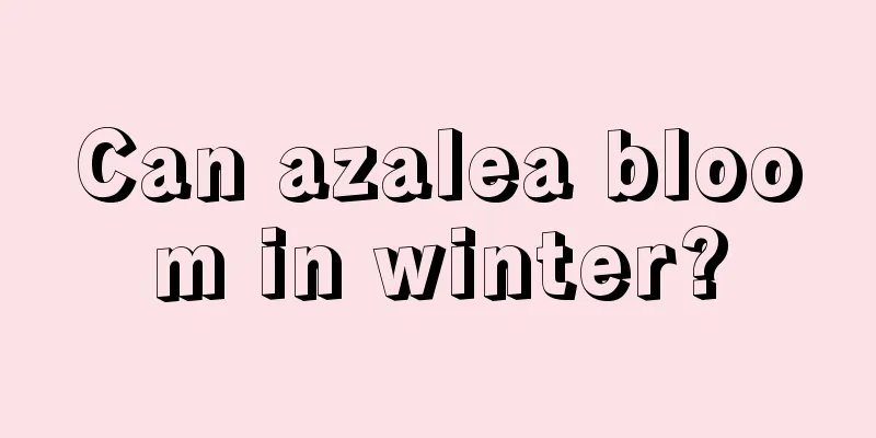 Can azalea bloom in winter?