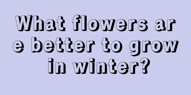 What flowers are better to grow in winter?