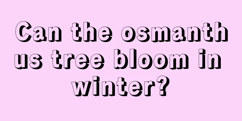 Can the osmanthus tree bloom in winter?