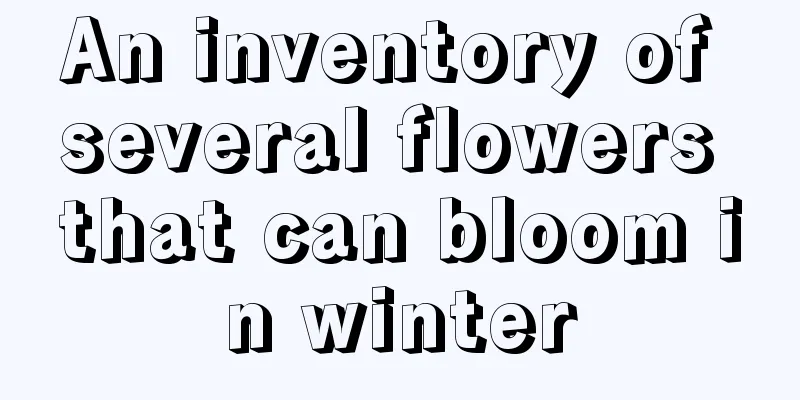 An inventory of several flowers that can bloom in winter