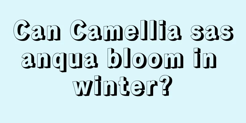 Can Camellia sasanqua bloom in winter?