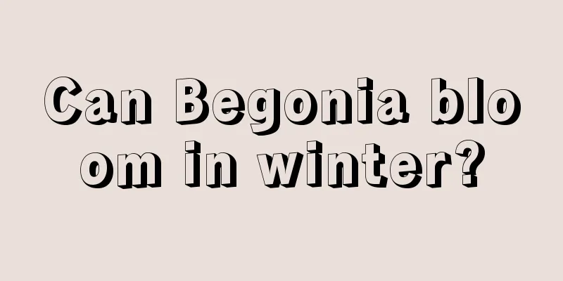 Can Begonia bloom in winter?