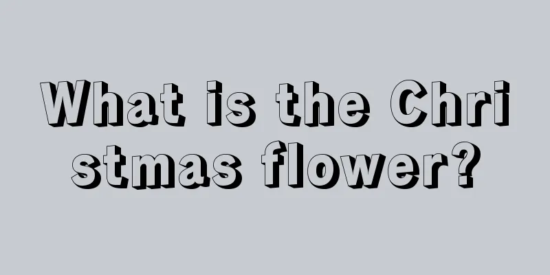 What is the Christmas flower?