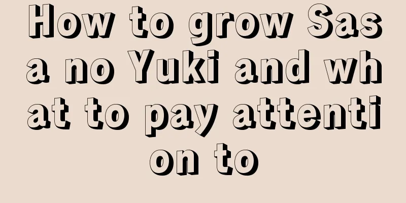 How to grow Sasa no Yuki and what to pay attention to