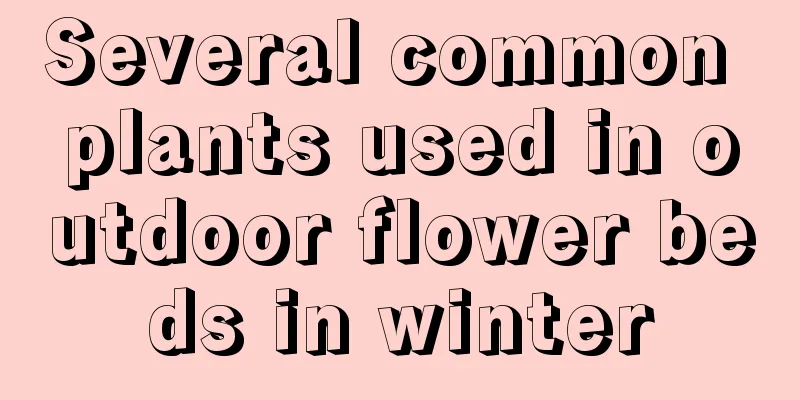 Several common plants used in outdoor flower beds in winter