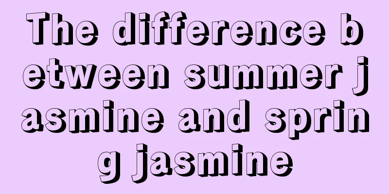 The difference between summer jasmine and spring jasmine