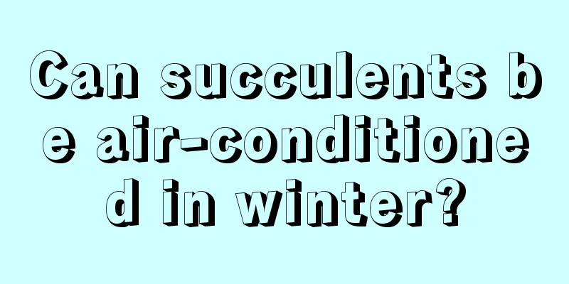 Can succulents be air-conditioned in winter?