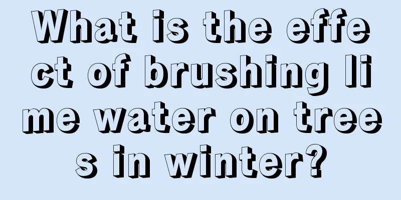 What is the effect of brushing lime water on trees in winter?