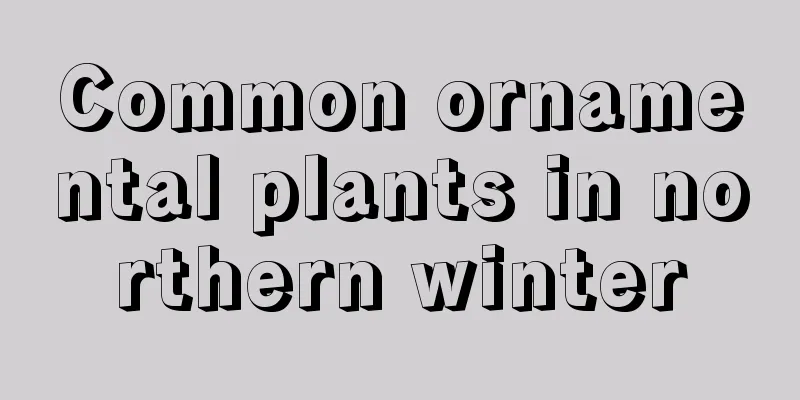 Common ornamental plants in northern winter