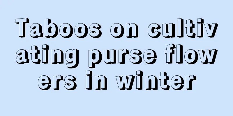 Taboos on cultivating purse flowers in winter