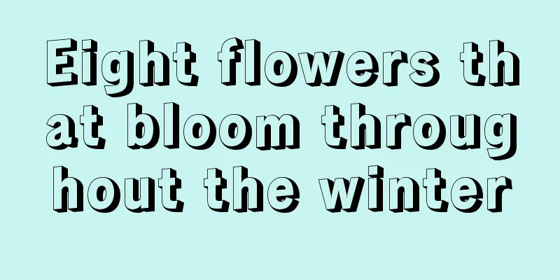 Eight flowers that bloom throughout the winter