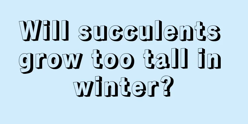 Will succulents grow too tall in winter?