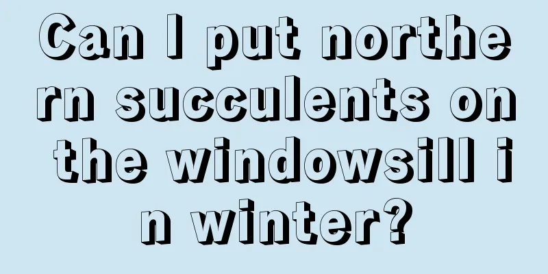 Can I put northern succulents on the windowsill in winter?