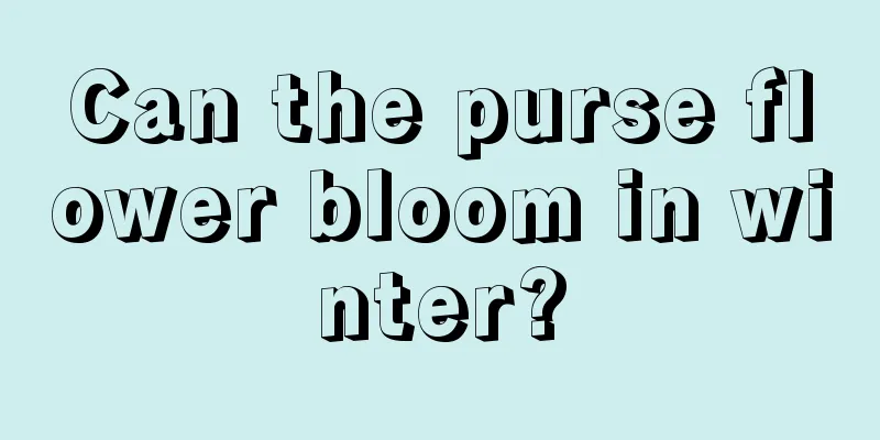 Can the purse flower bloom in winter?