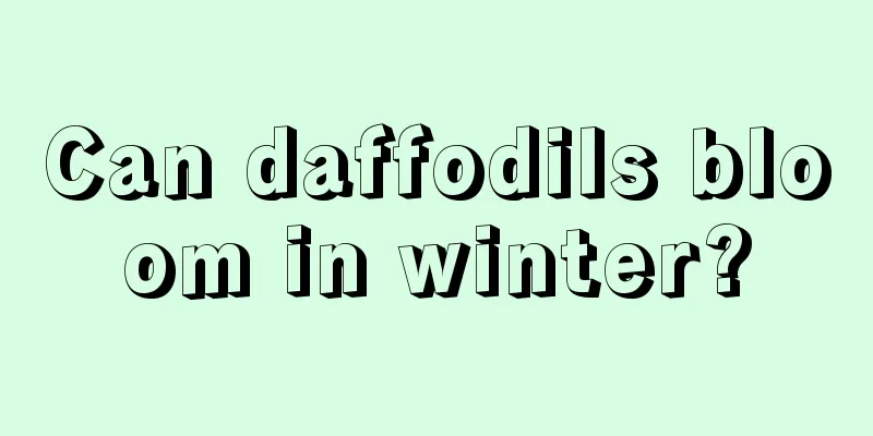 Can daffodils bloom in winter?