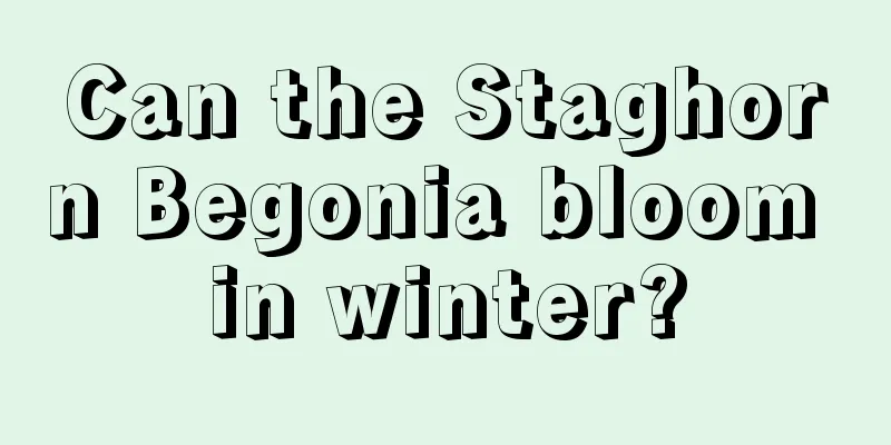 Can the Staghorn Begonia bloom in winter?