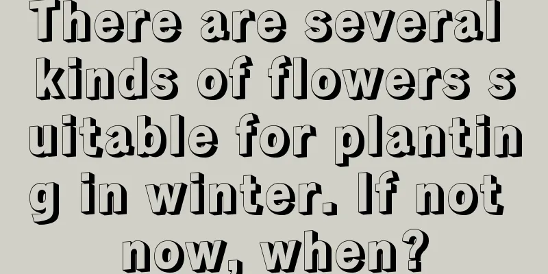 There are several kinds of flowers suitable for planting in winter. If not now, when?