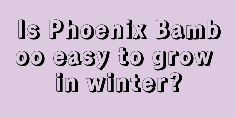 Is Phoenix Bamboo easy to grow in winter?