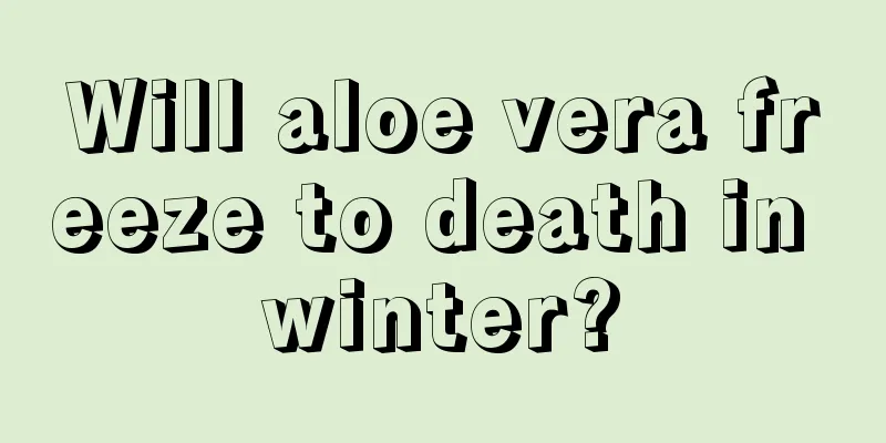 Will aloe vera freeze to death in winter?