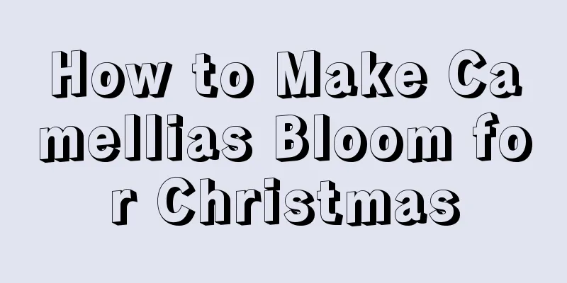 How to Make Camellias Bloom for Christmas