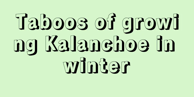 Taboos of growing Kalanchoe in winter