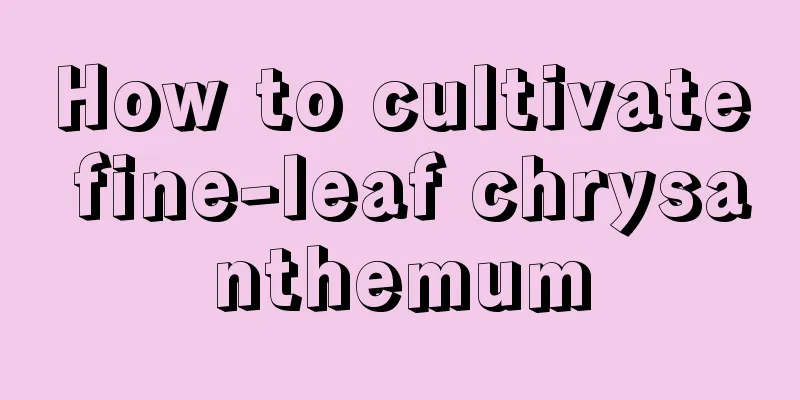 How to cultivate fine-leaf chrysanthemum