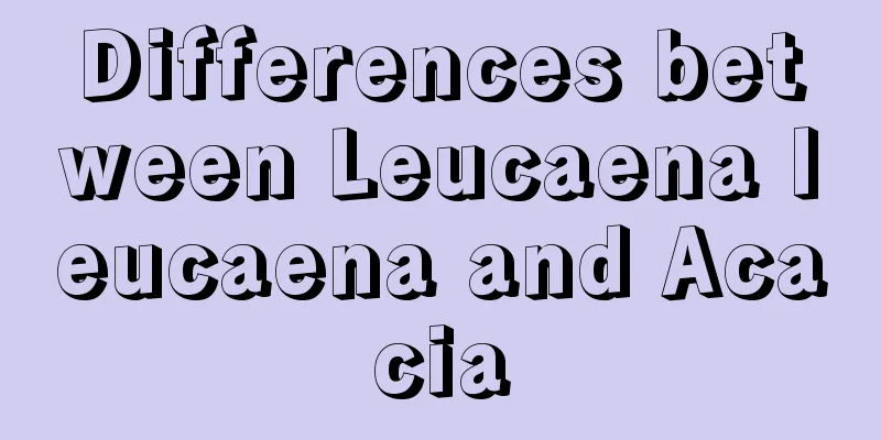 Differences between Leucaena leucaena and Acacia