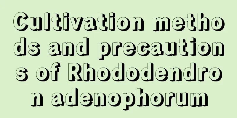 Cultivation methods and precautions of Rhododendron adenophorum