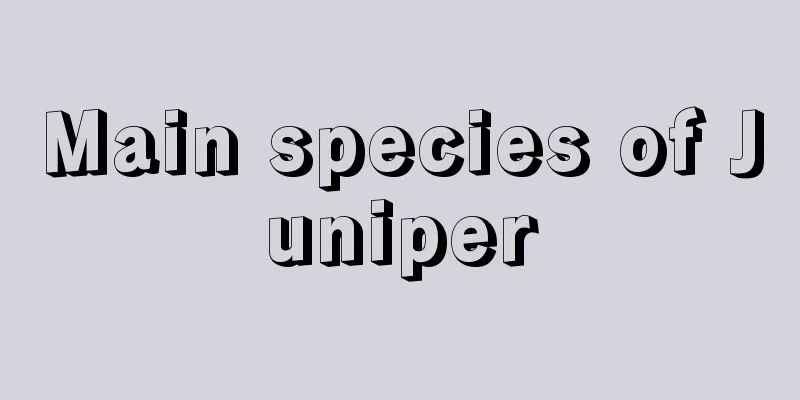 Main species of Juniper