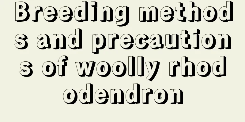 Breeding methods and precautions of woolly rhododendron