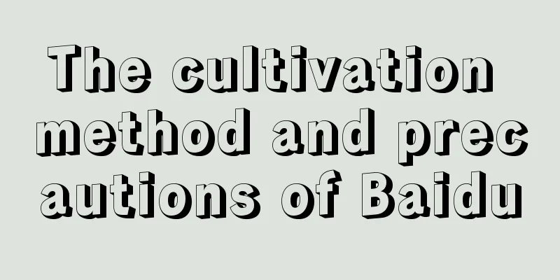 The cultivation method and precautions of Baidu