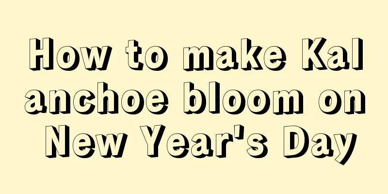 How to make Kalanchoe bloom on New Year's Day