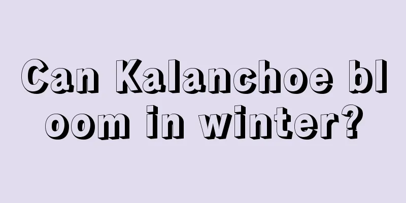 Can Kalanchoe bloom in winter?