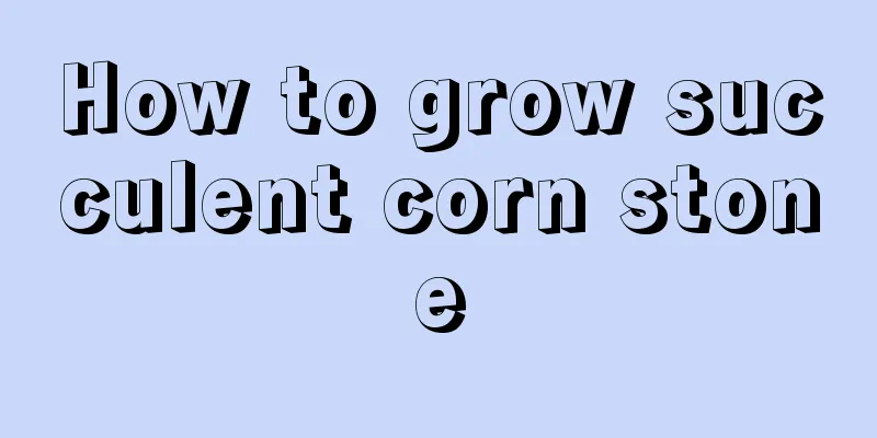 How to grow succulent corn stone