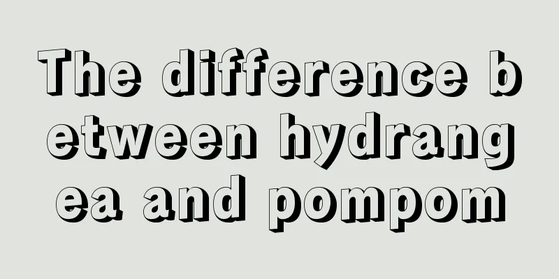 The difference between hydrangea and pompom