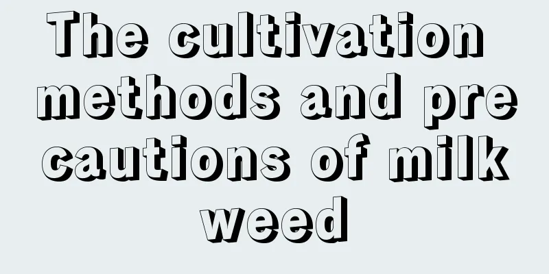 The cultivation methods and precautions of milkweed