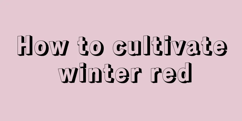 How to cultivate winter red