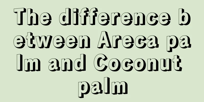 The difference between Areca palm and Coconut palm