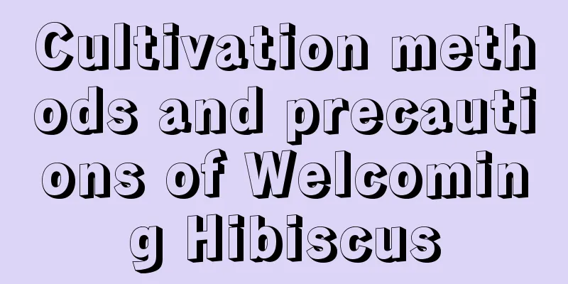 Cultivation methods and precautions of Welcoming Hibiscus