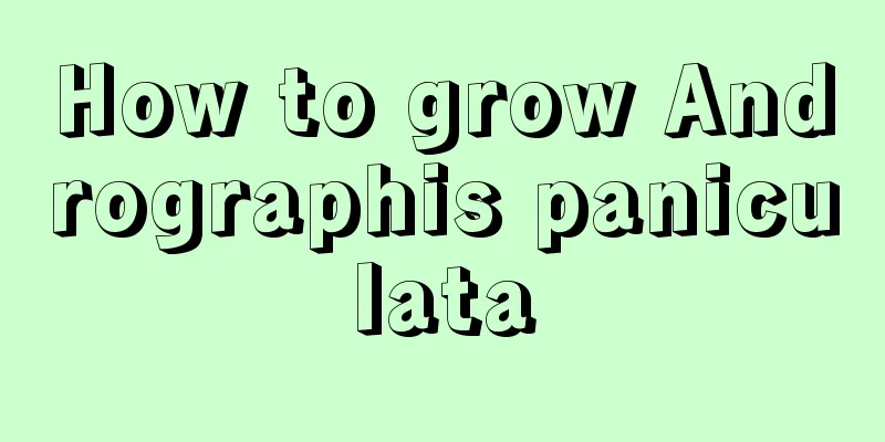 How to grow Andrographis paniculata