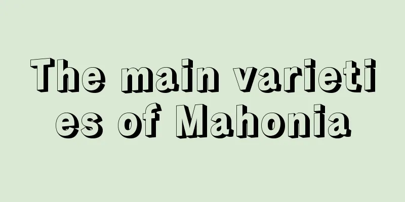 The main varieties of Mahonia