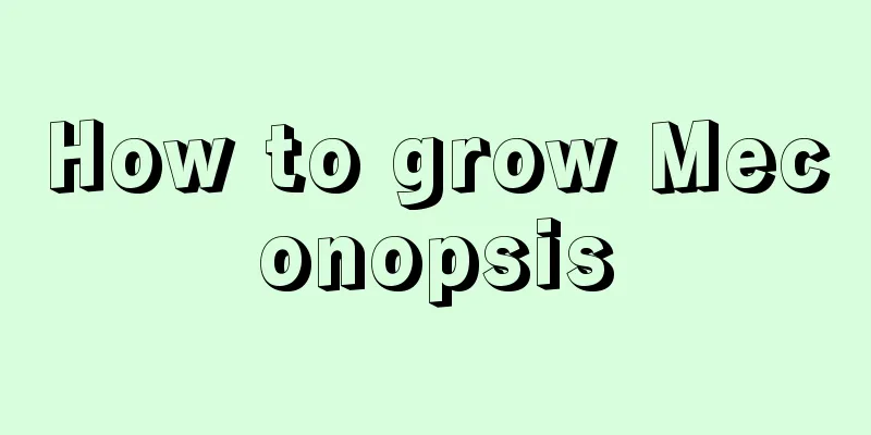 How to grow Meconopsis