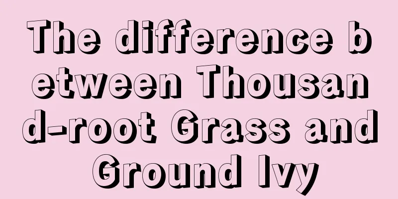 The difference between Thousand-root Grass and Ground Ivy