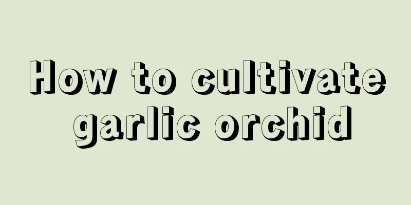 How to cultivate garlic orchid